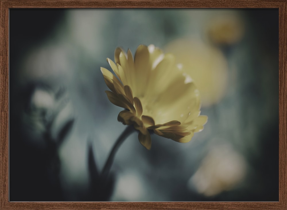 Dreamy Golden Flower
