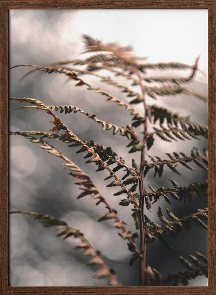 Delicate Autumn Fern