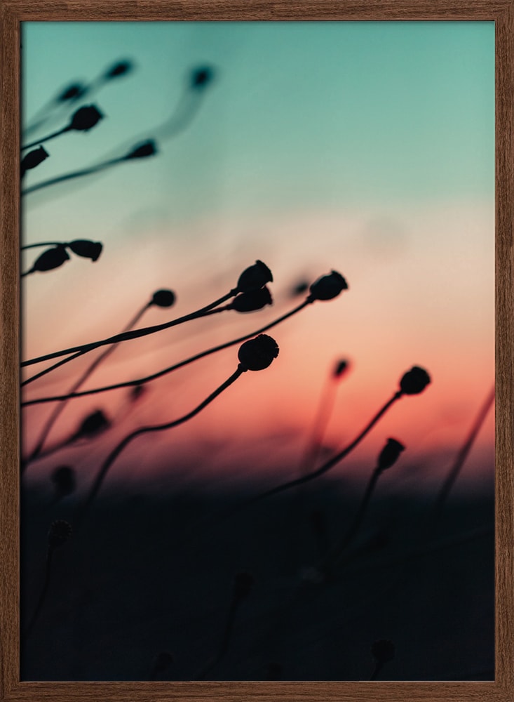 Sunset Plant Silhouettes