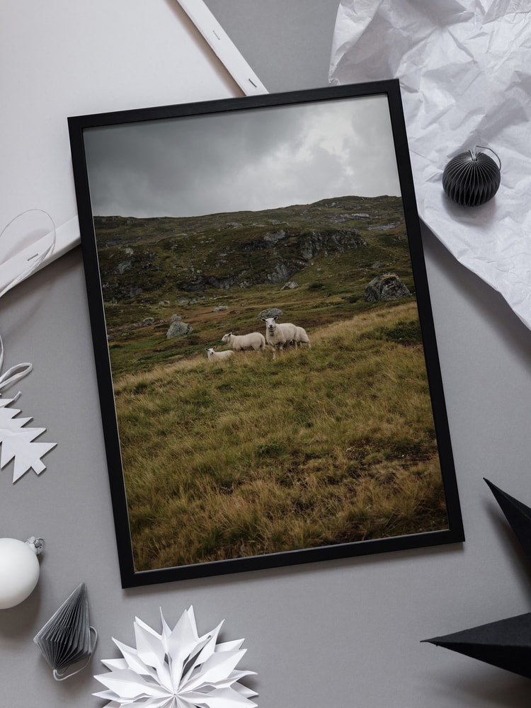Three Sheep Highlands