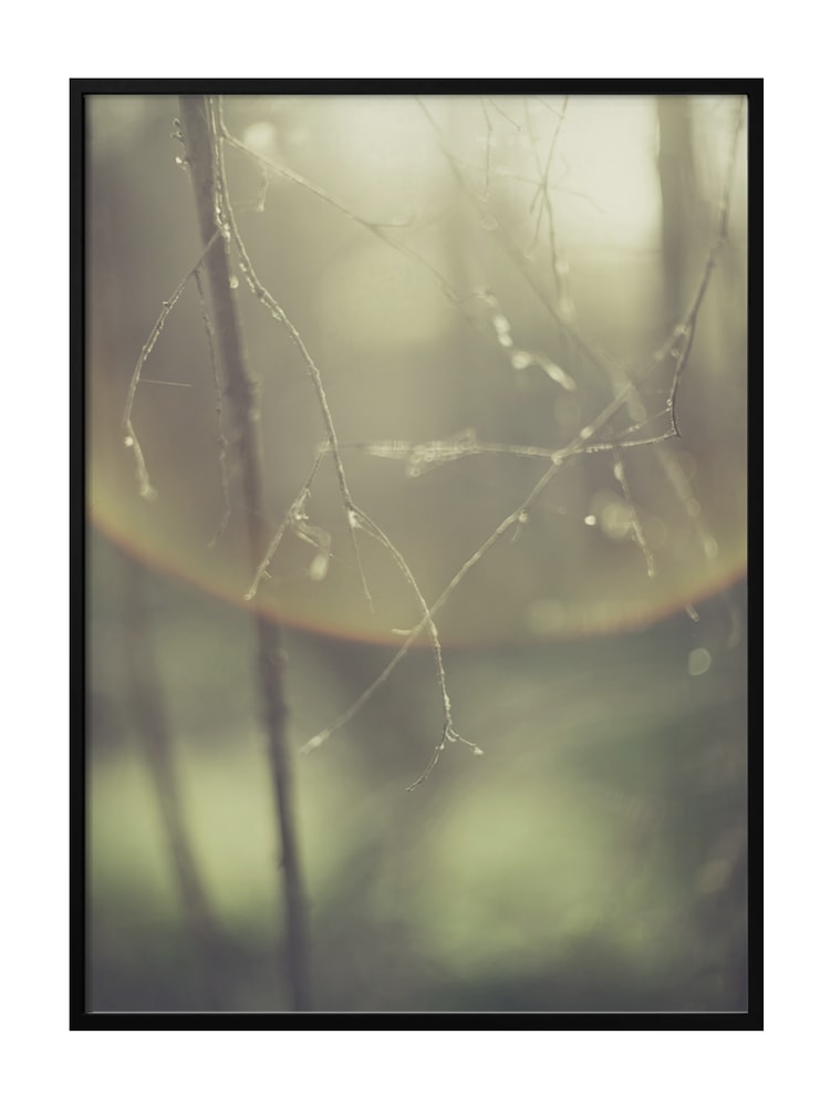 Misty Morning Branches
