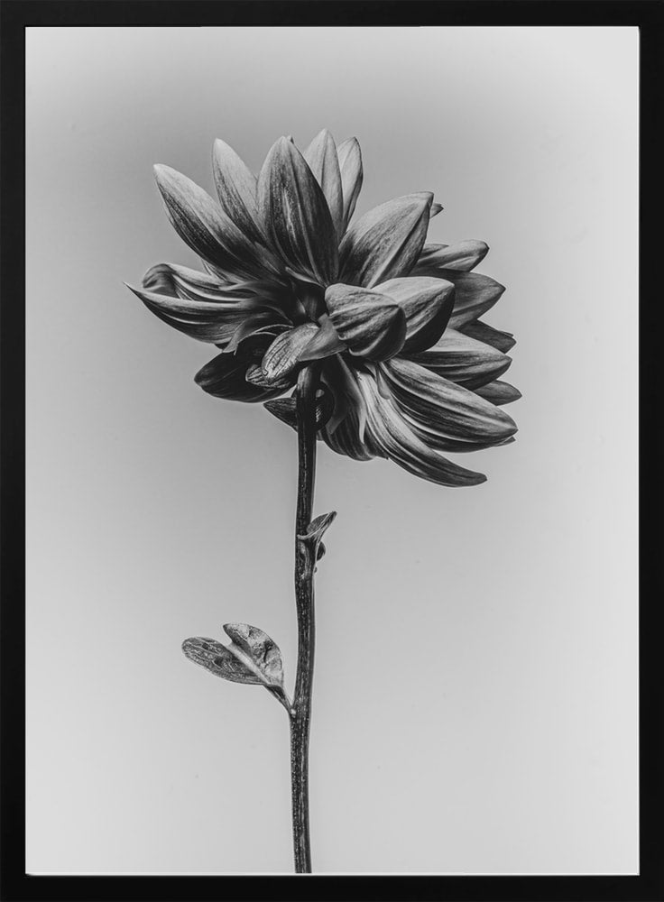 Elegant Monochrome Flower