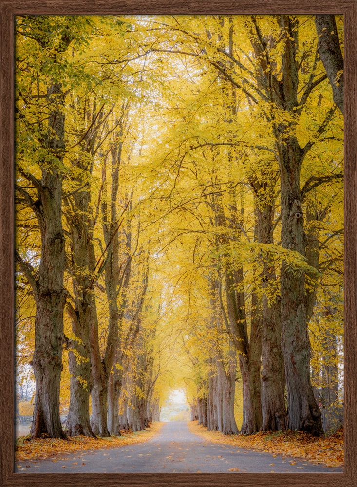 Golden Autumn Avenue