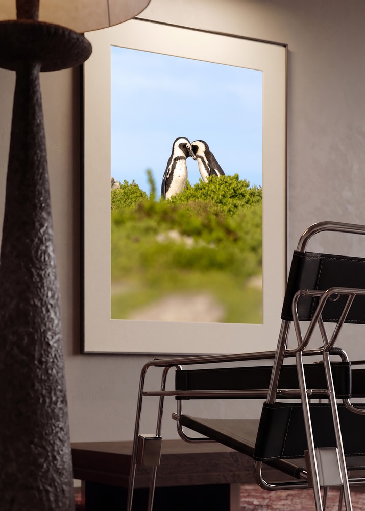 Penguin Couple Kissing