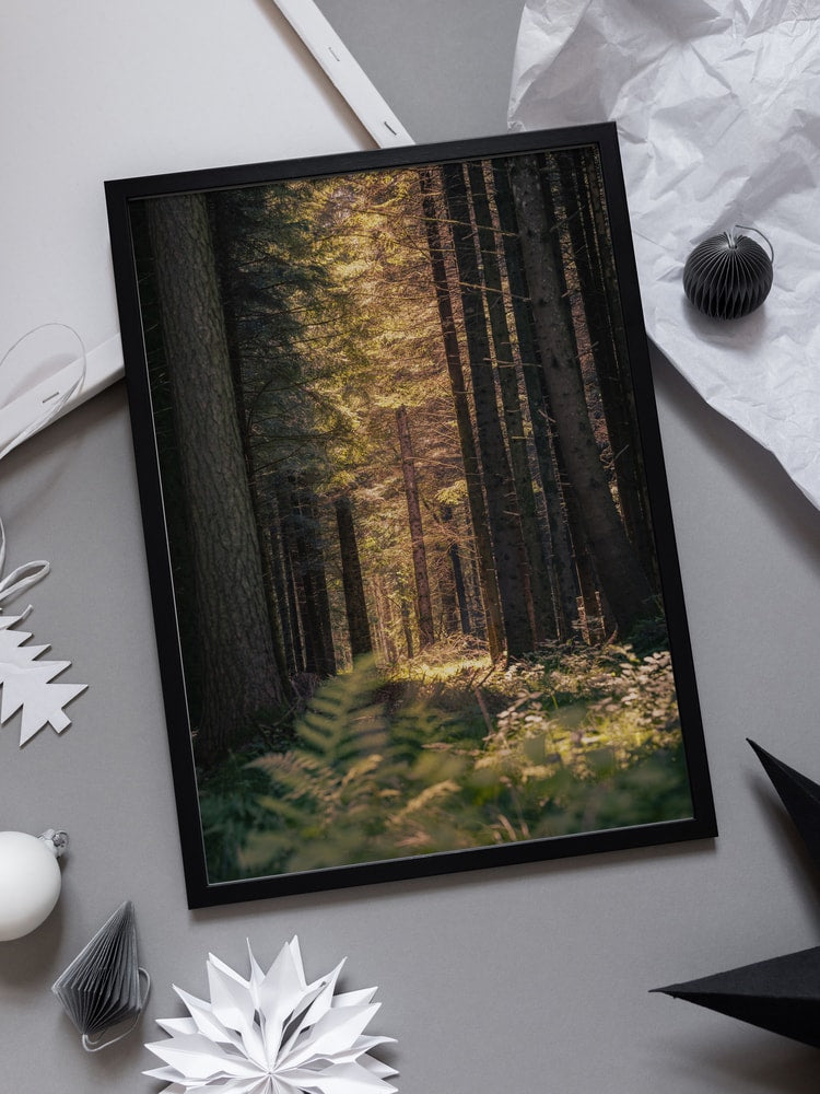Sunbeams in the forest