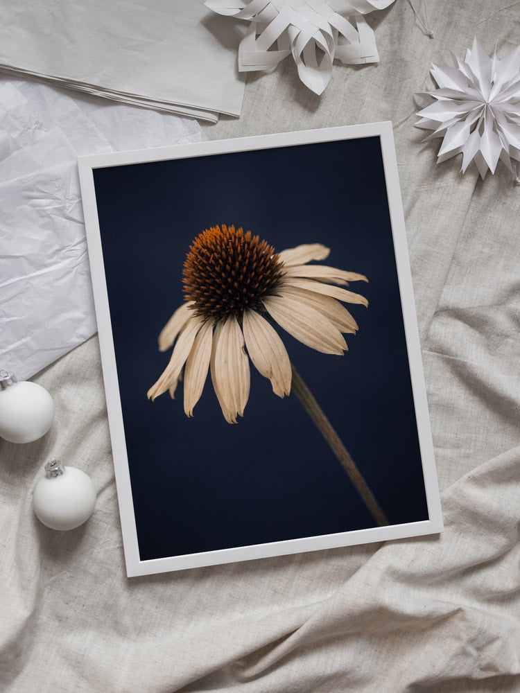 Elegant White Coneflower