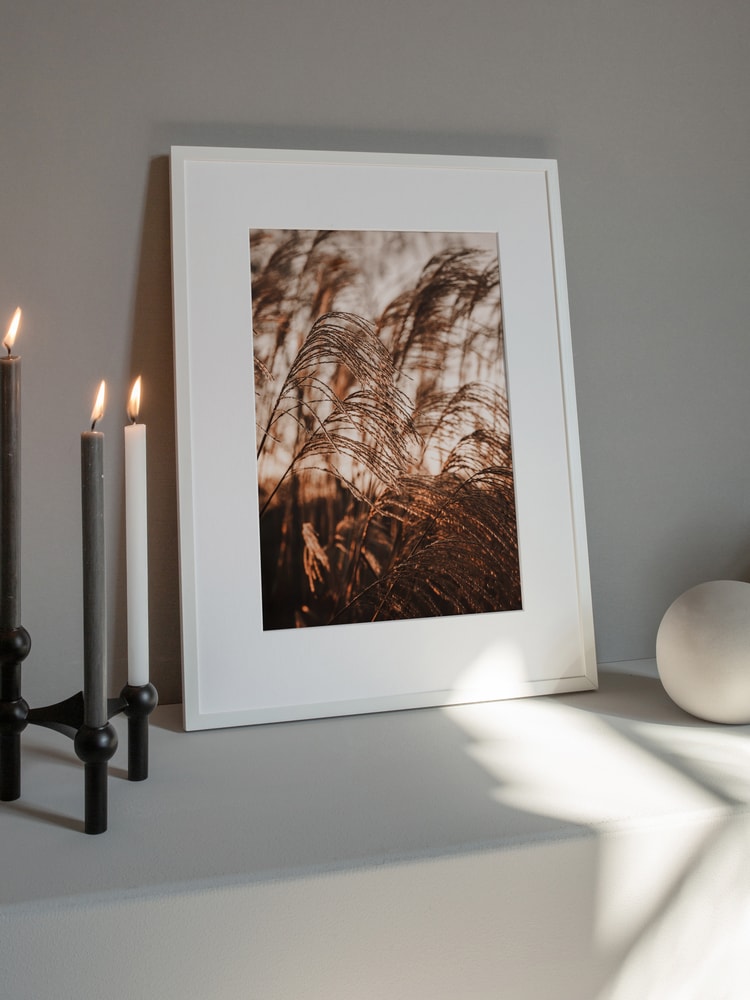 Swaying Pampas Grass
