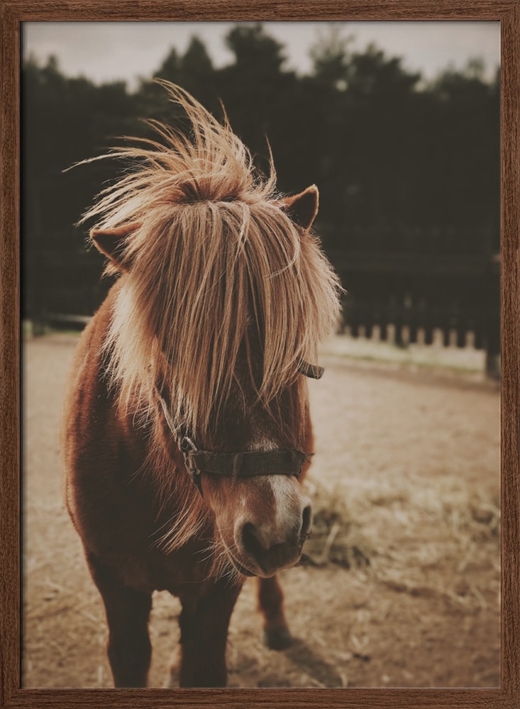 Adorable Shaggy Pony