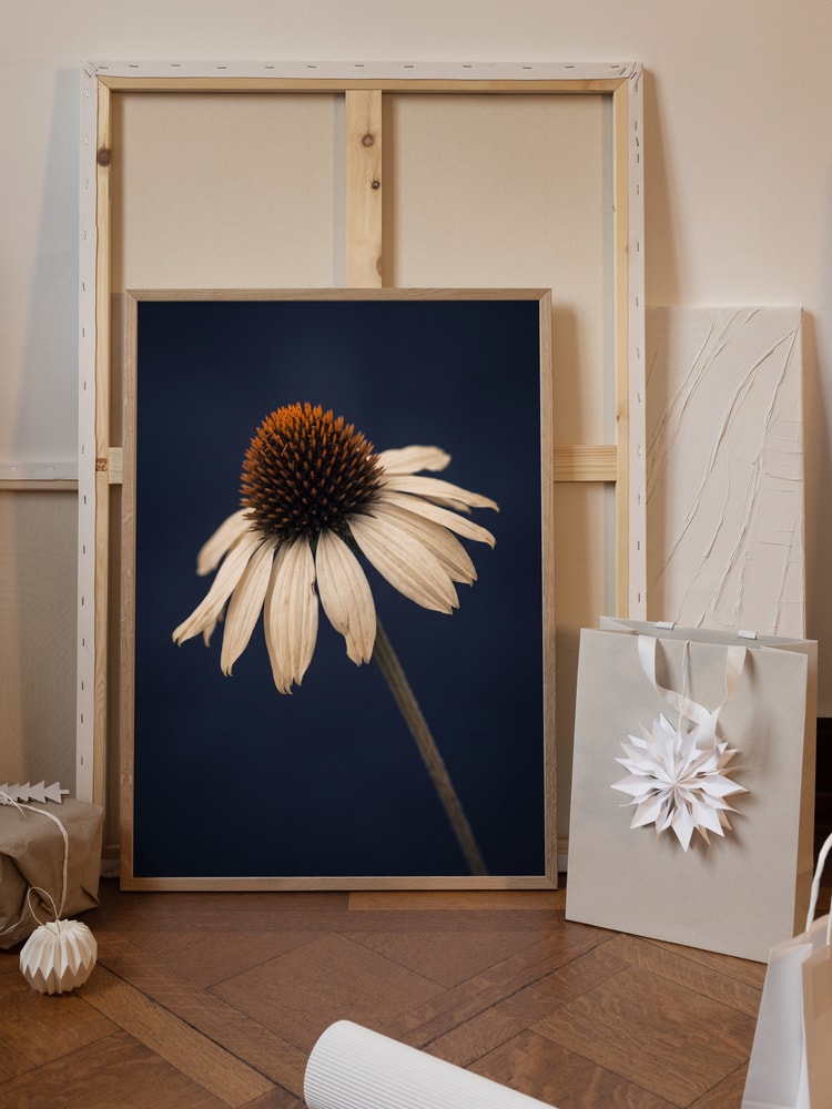 Elegant White Coneflower