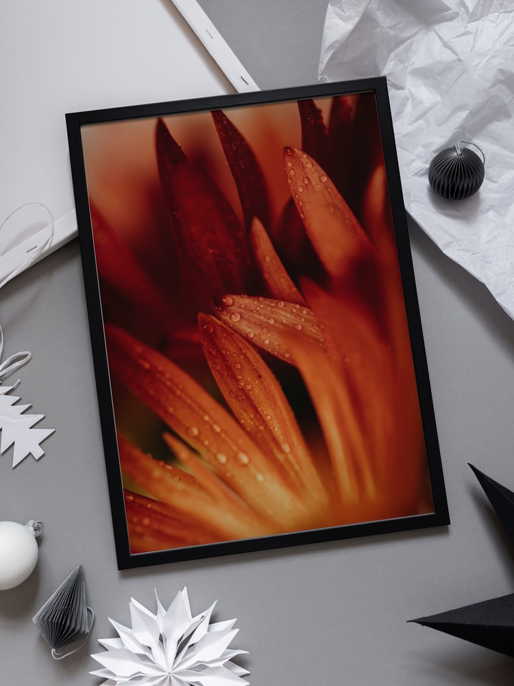 Dew Kissed Orange Petals