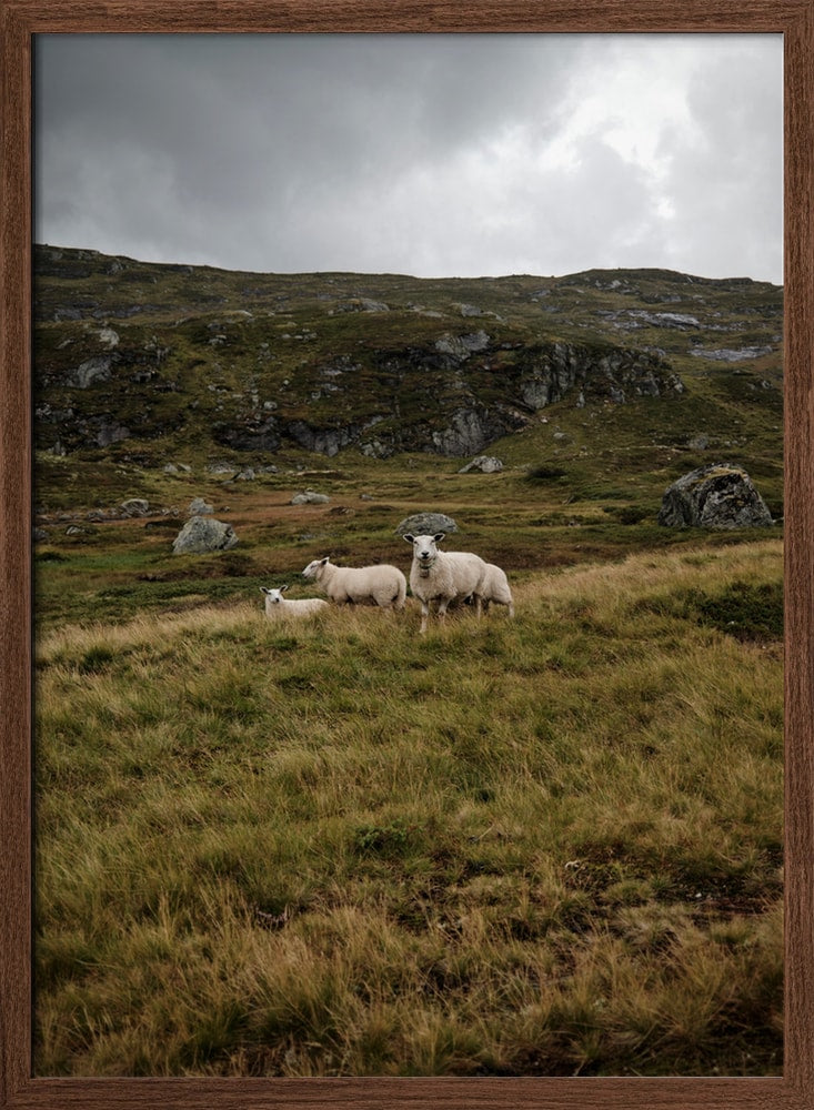 Three Sheep Highlands