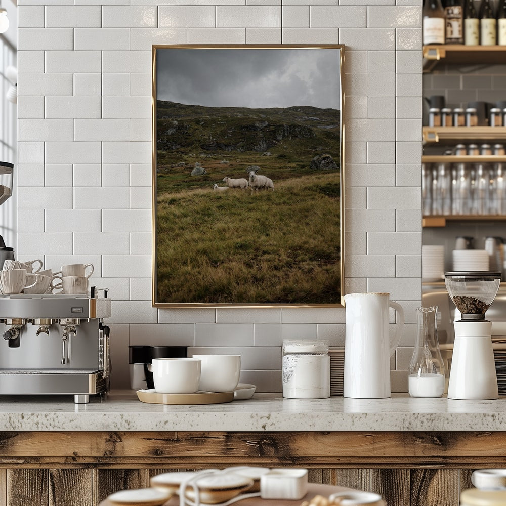 Three Sheep Highlands
