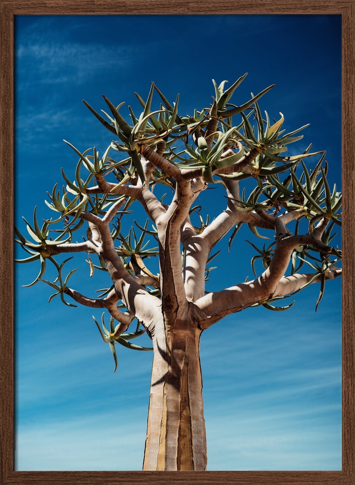 Quiver Tree Blue Sky