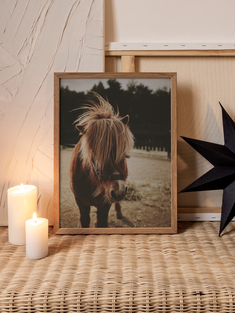 Adorable Shaggy Pony