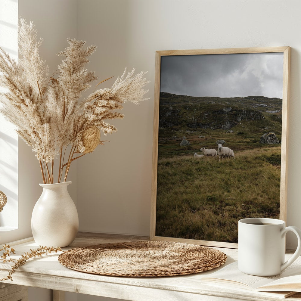 Three Sheep Highlands