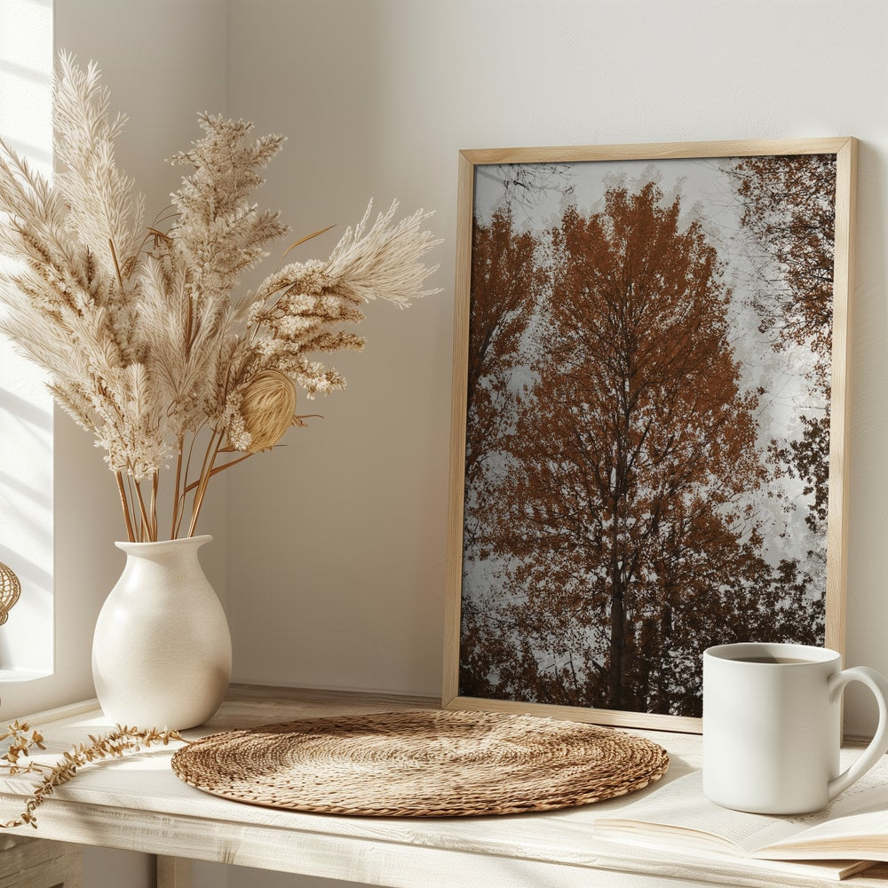 Autumn Tree Canopy