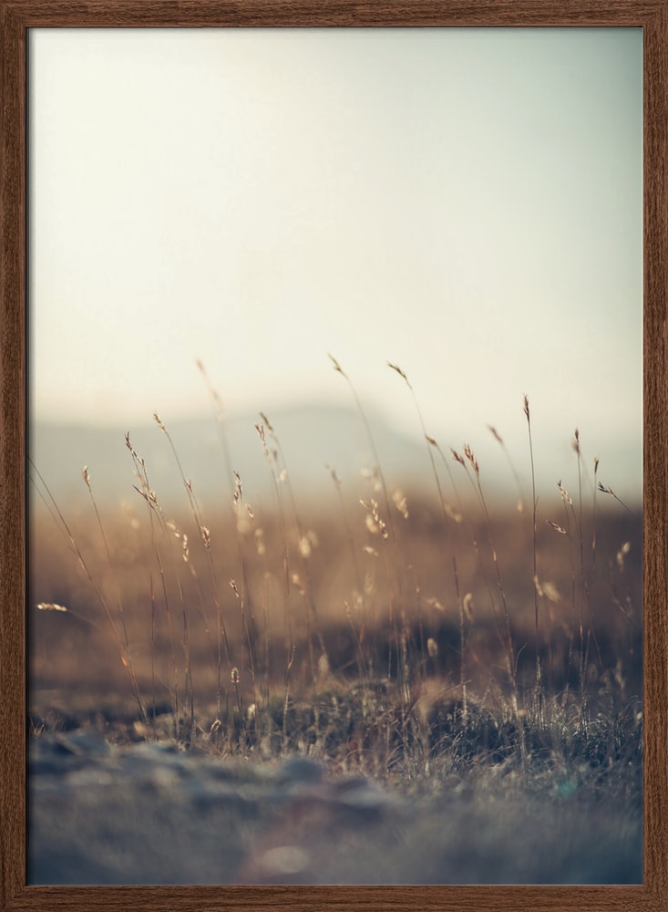 Serene Golden Field
