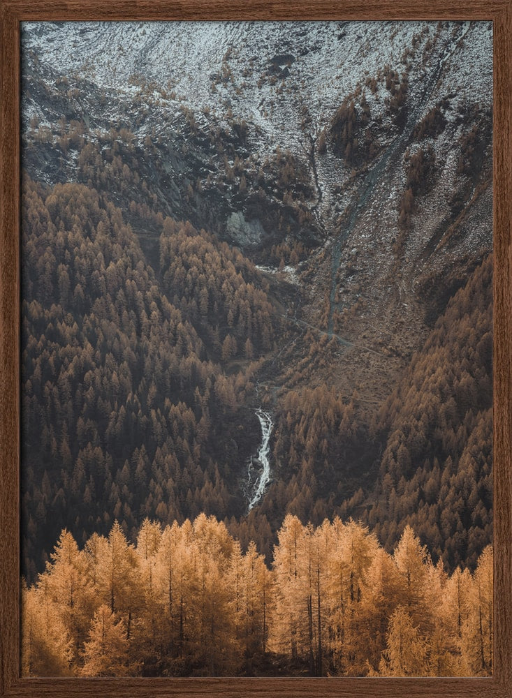 Golden Alpine Forest