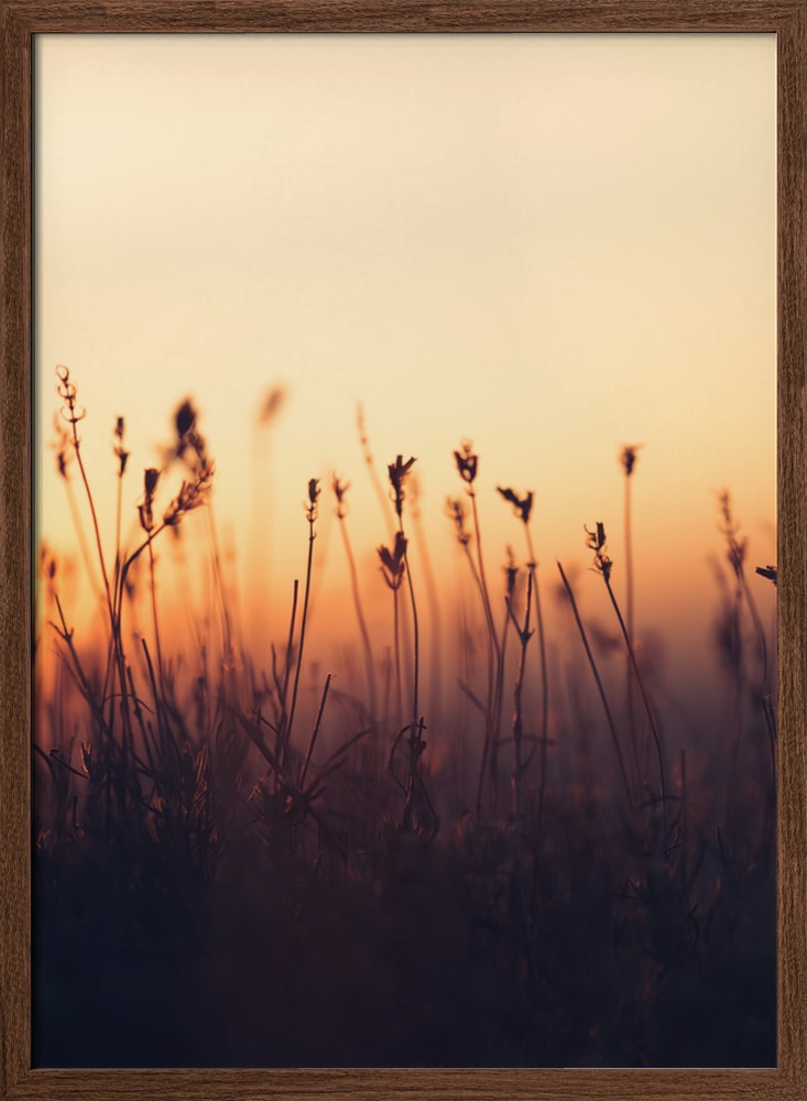 Golden Hour Grass