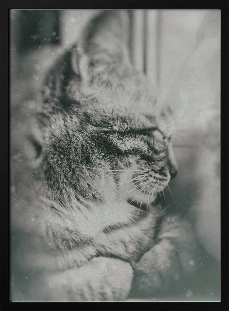Peaceful Tabby Cat