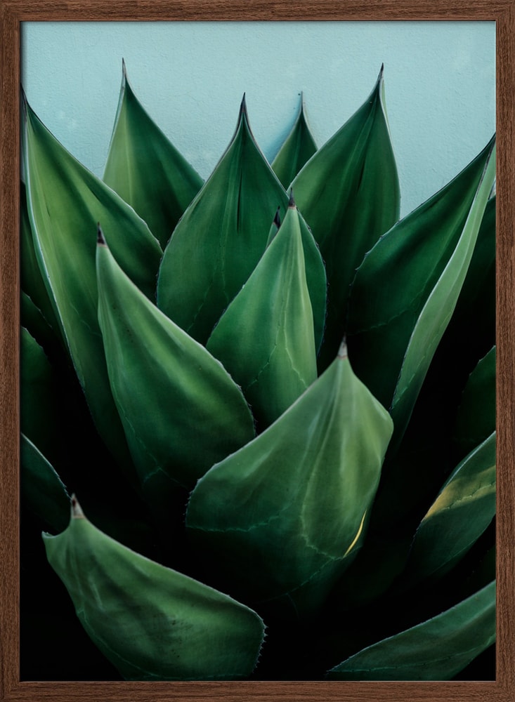 Vibrant Agave Foliage