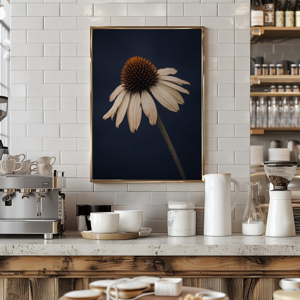 Elegant White Coneflower