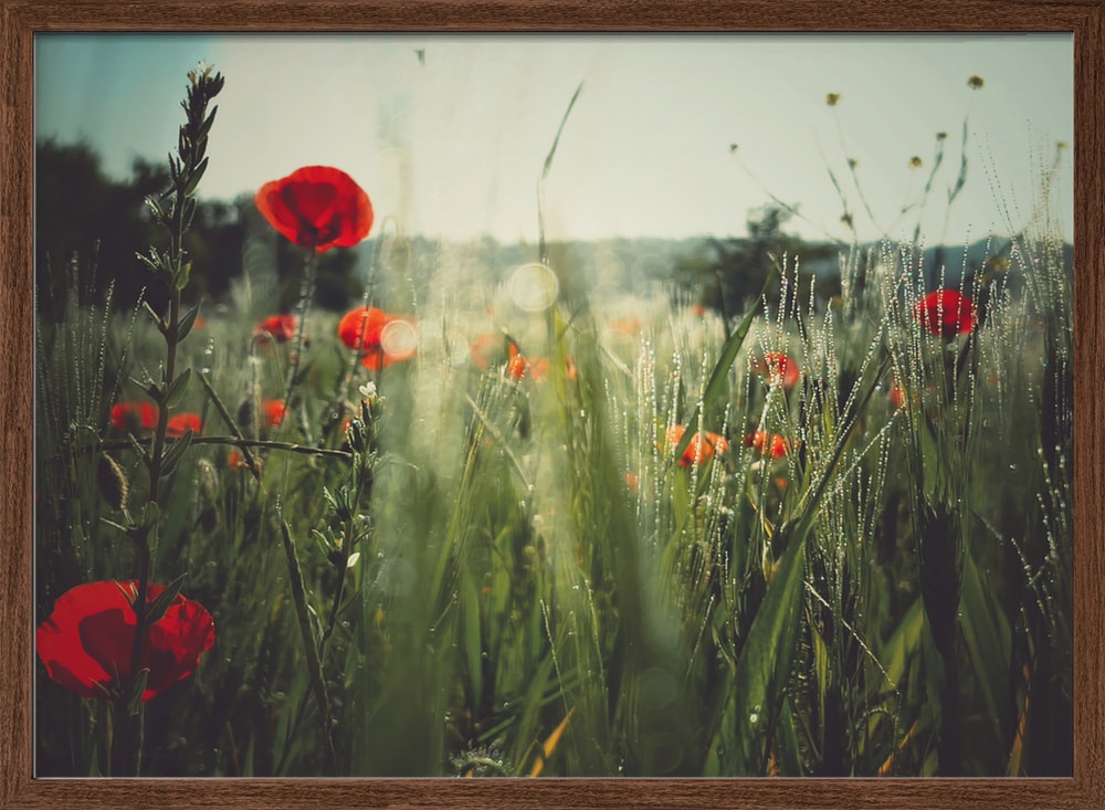 Dewy Poppy Meadow