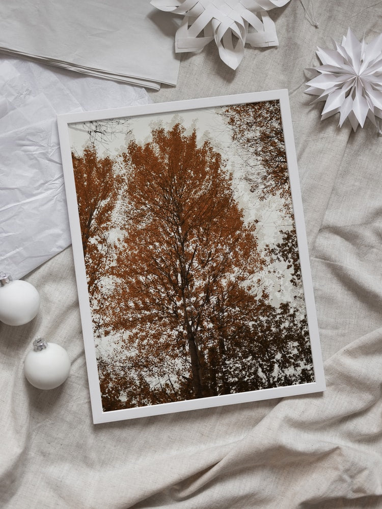 Autumn Tree Canopy
