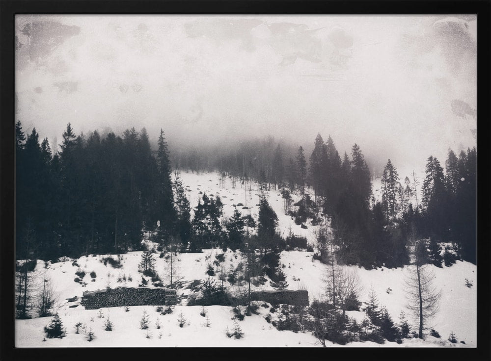 Misty Winter Forest