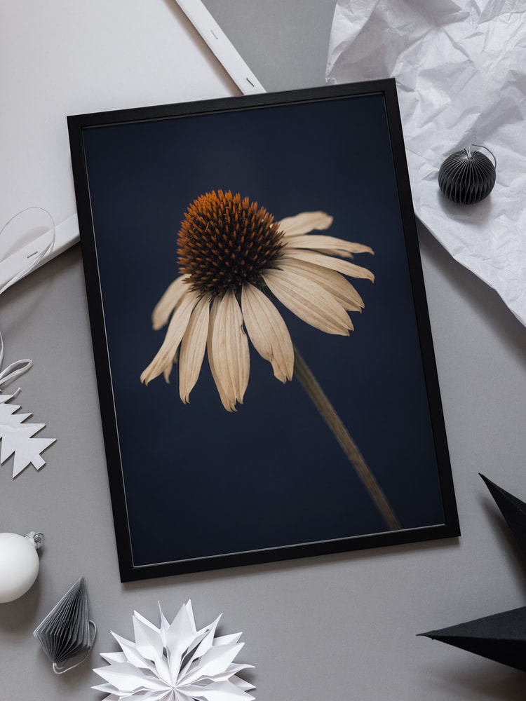 Elegant White Coneflower