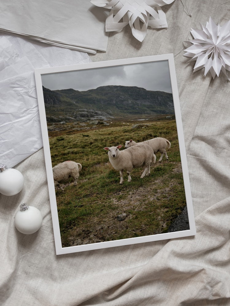 Sheep in Mountain Landscape