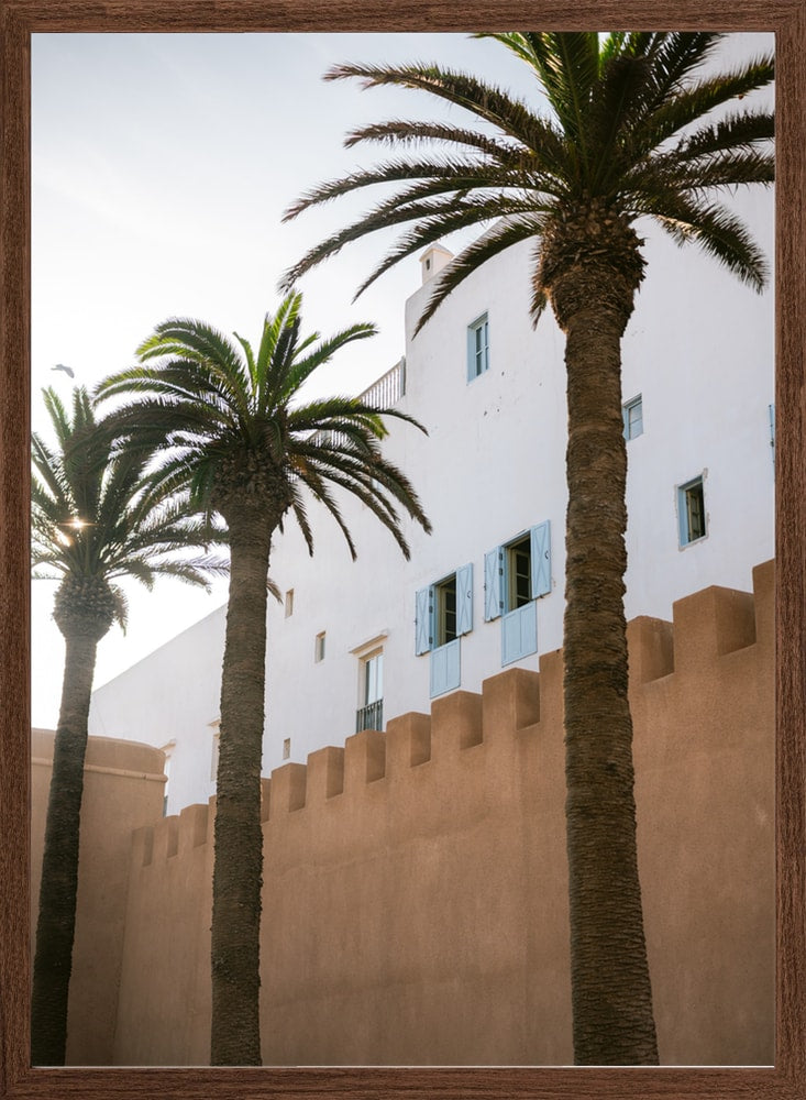 Sunny Palms And White Walls