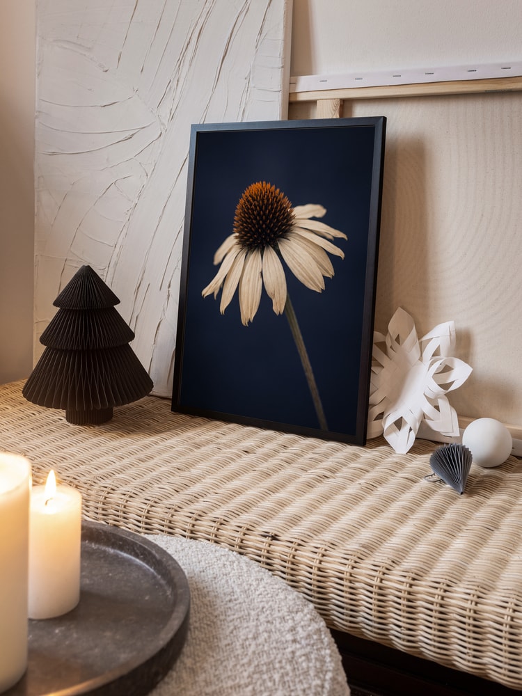 Elegant White Coneflower