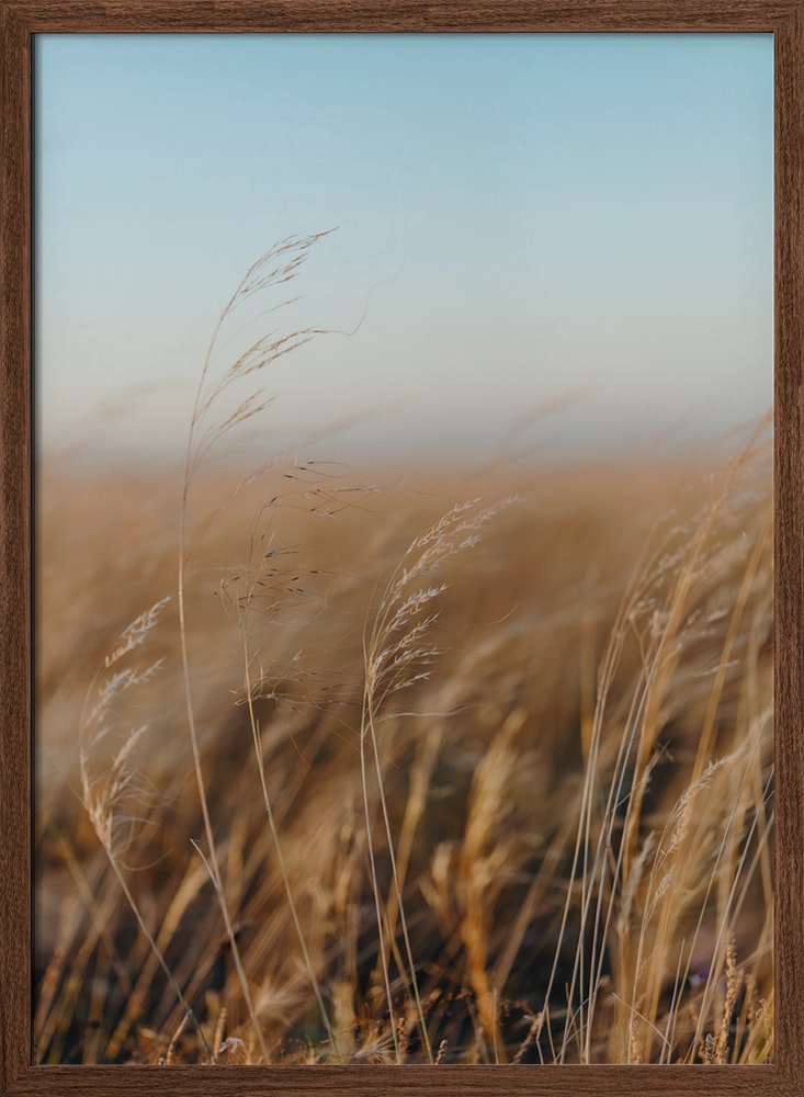 Golden Hour Field
