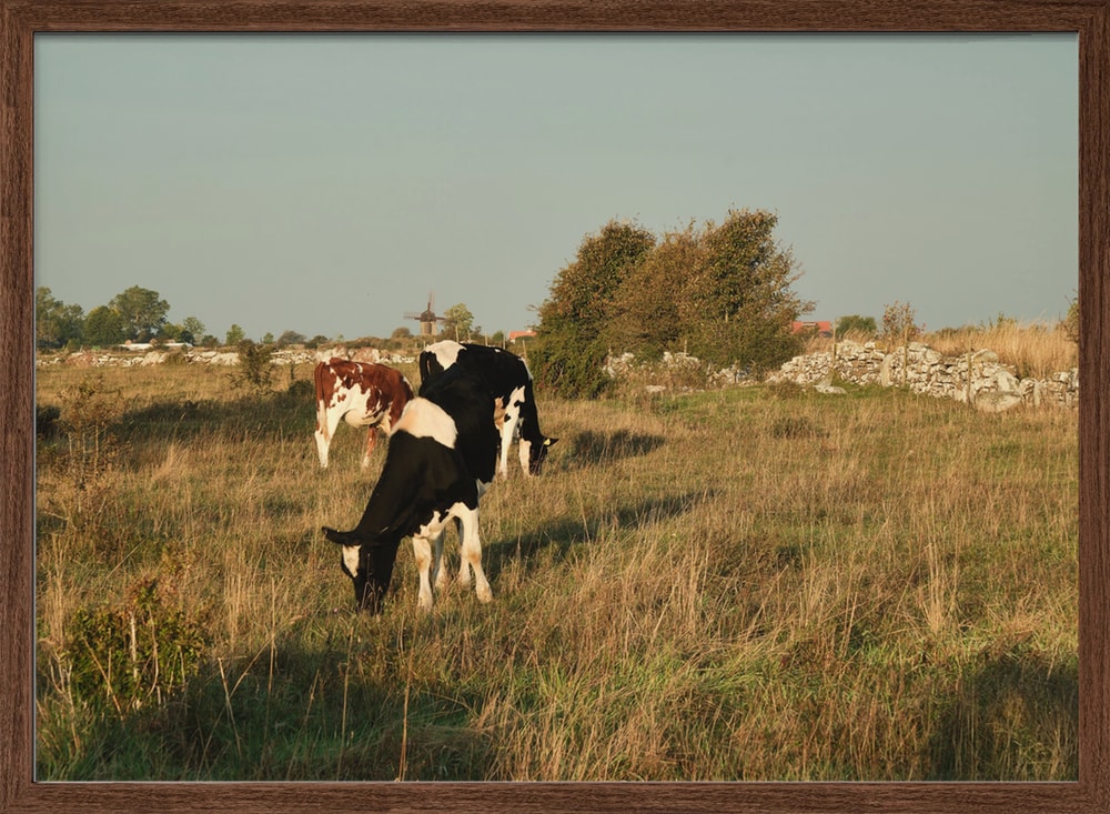 Cows Grazing by Windmill