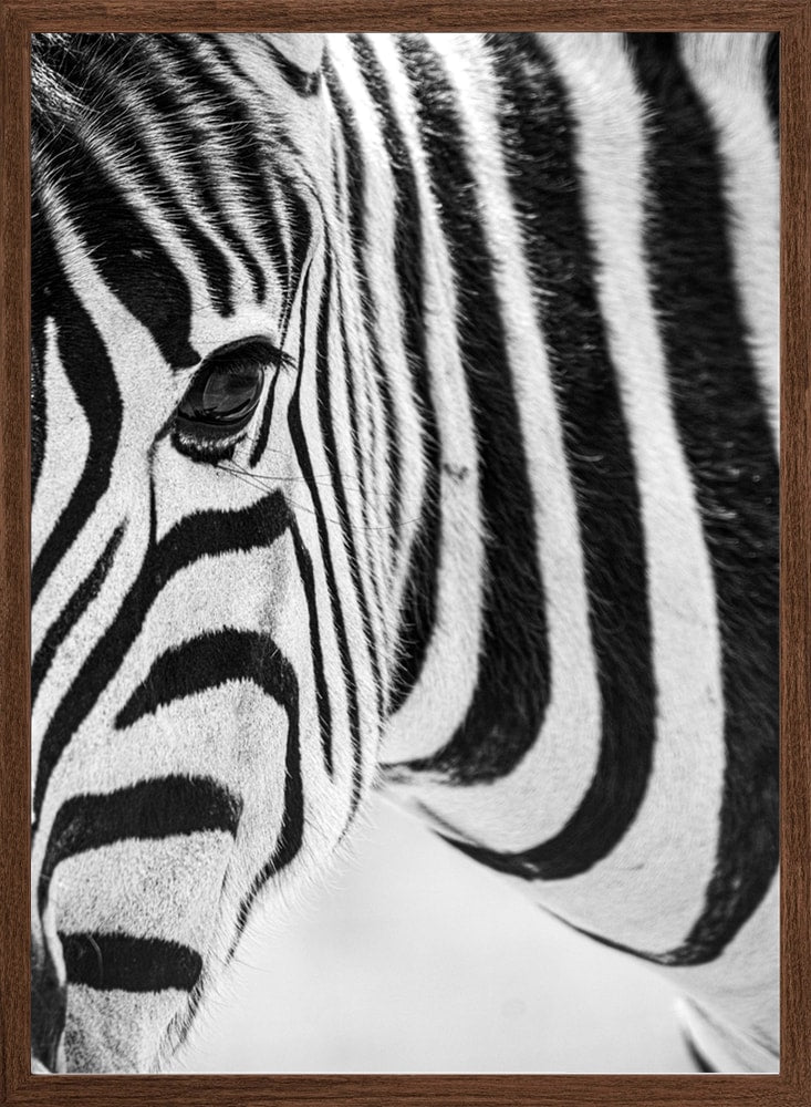 Black And White Zebra