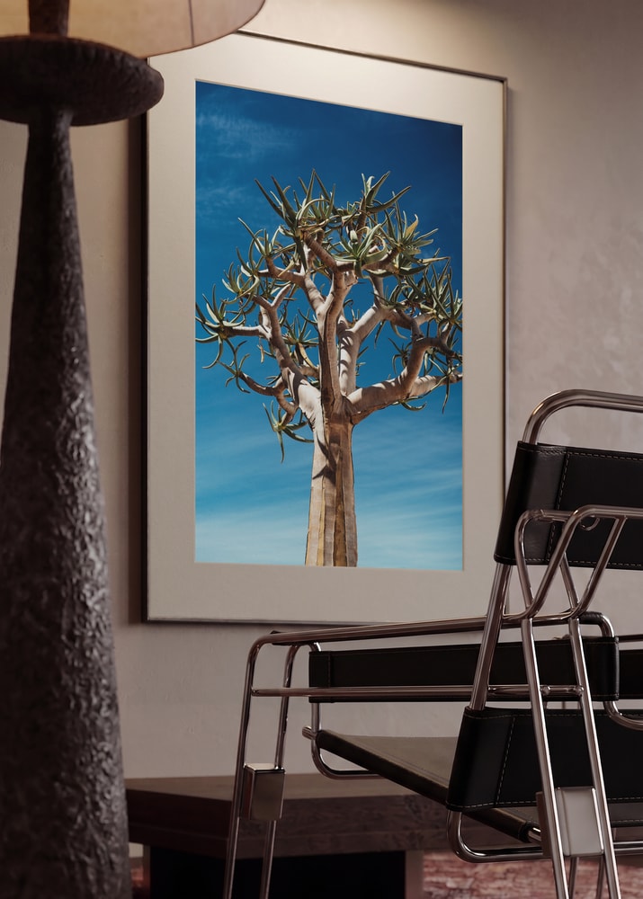 Quiver Tree Blue Sky