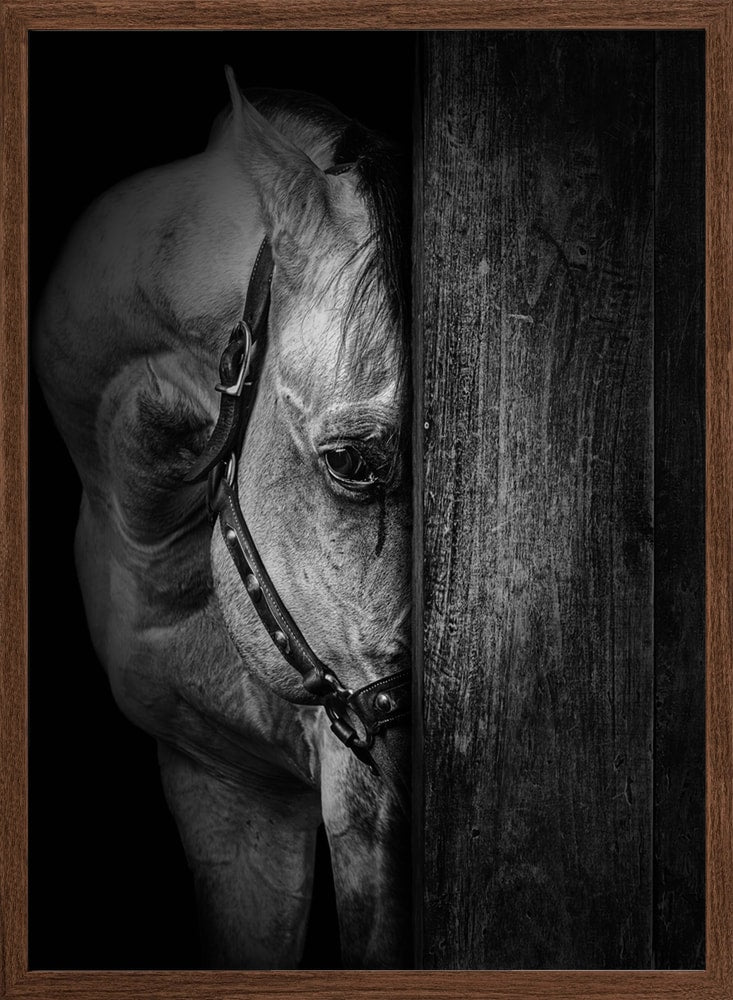 Soulful Horse Gaze