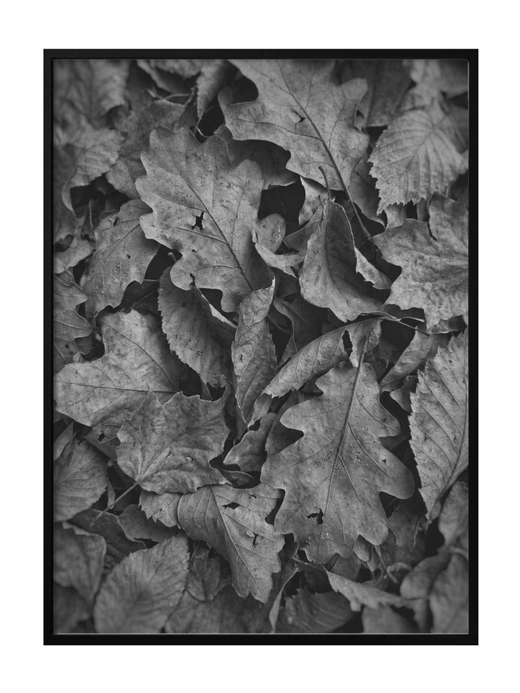 Monochrome Fall Foliage