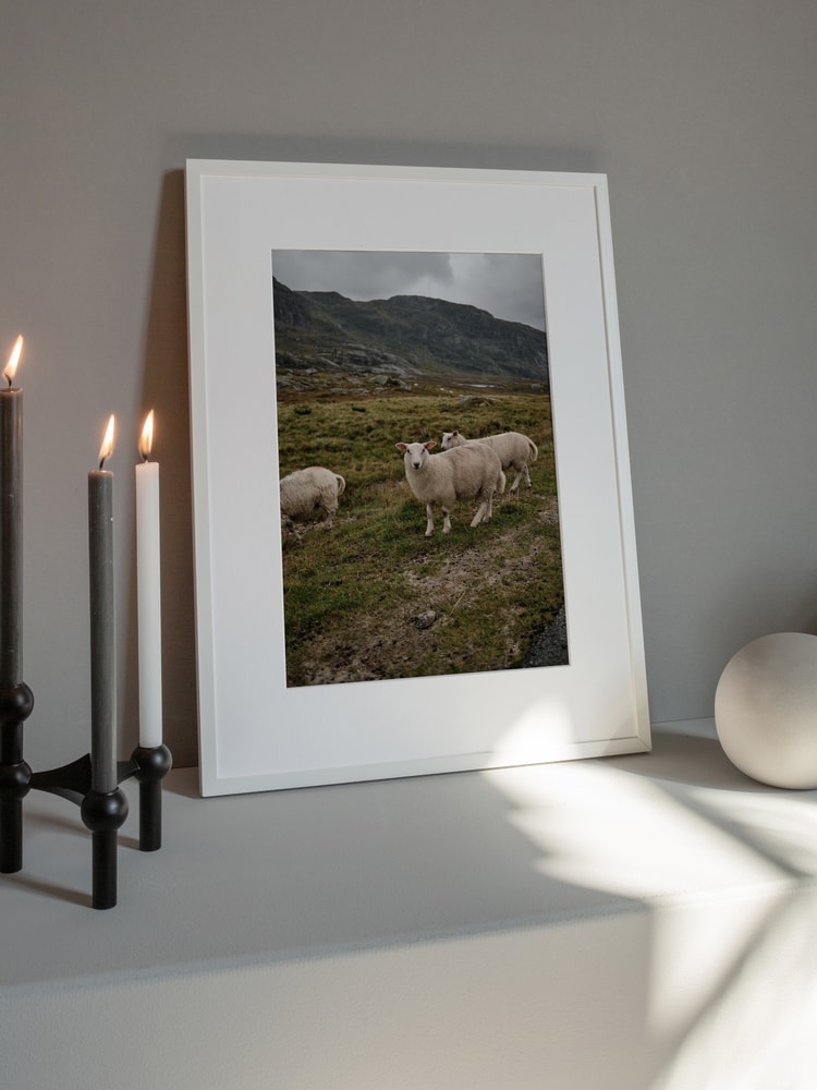 Sheep in Mountain Landscape