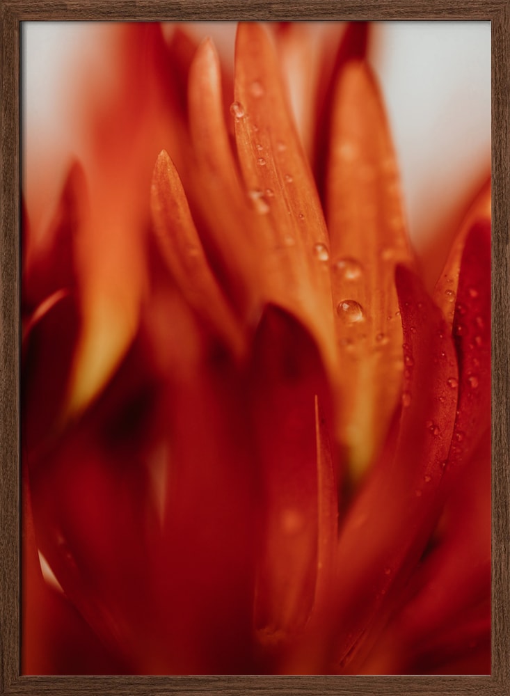 Dewy Orange Petals