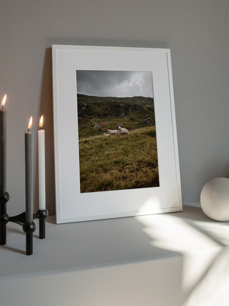 Three Sheep Highlands