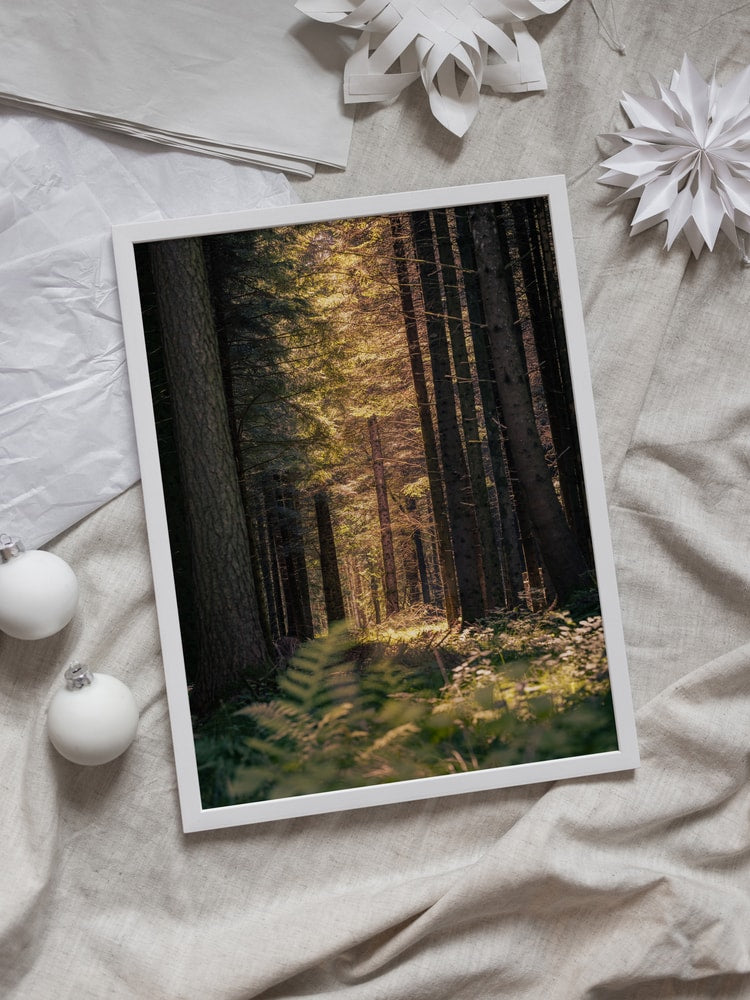 Sunbeams in the forest