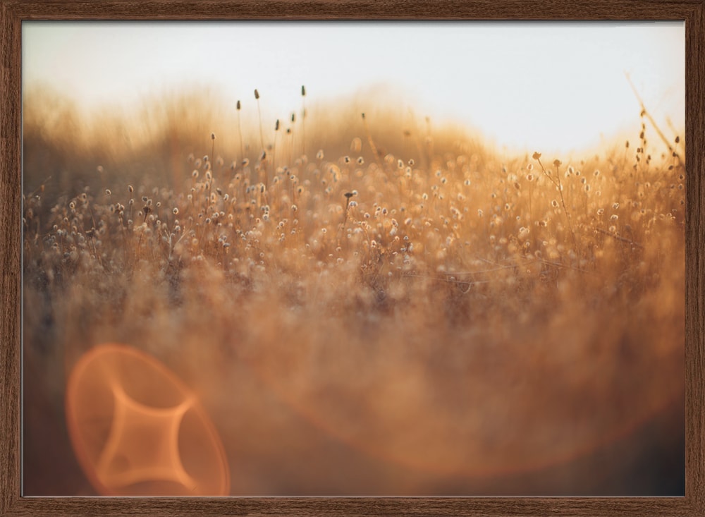 Golden Meadow Light