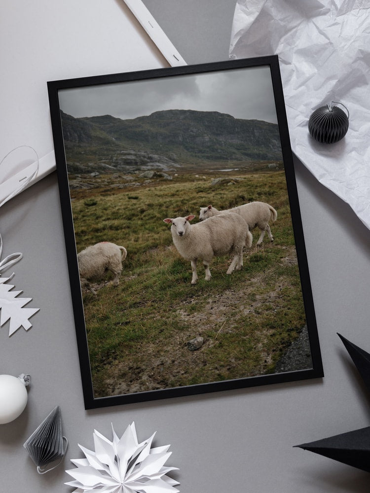 Sheep in Mountain Landscape
