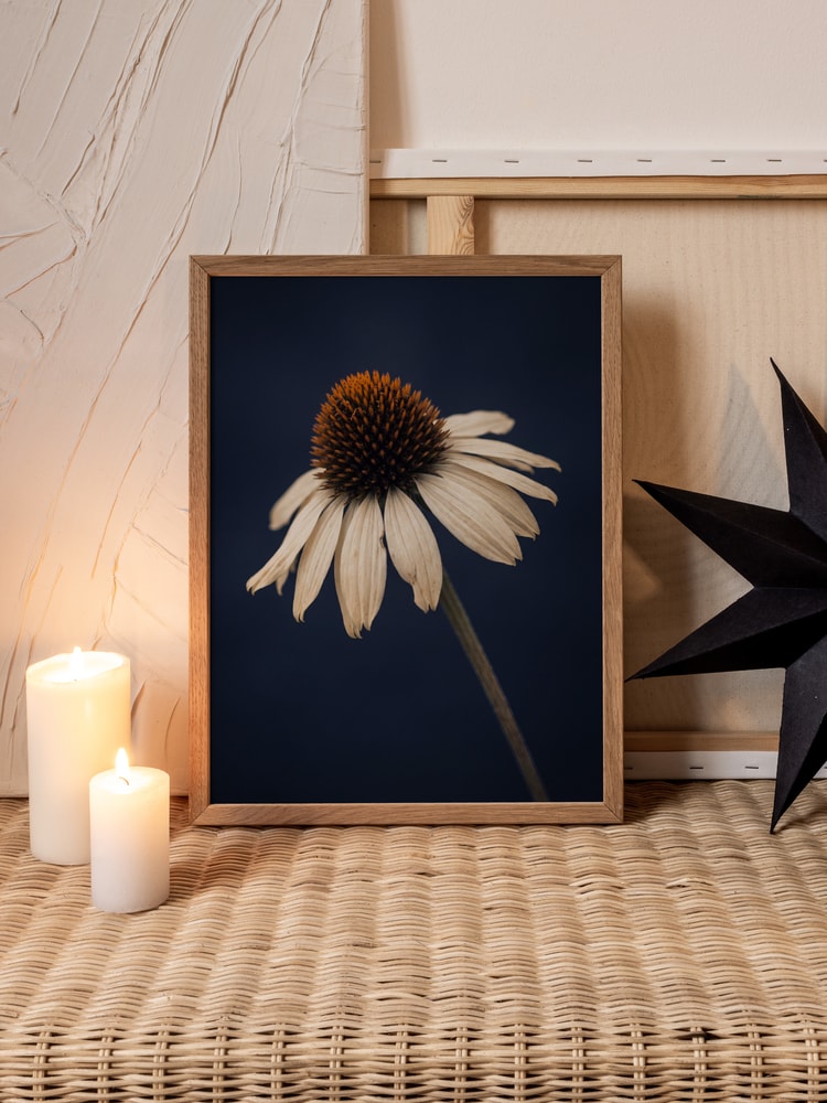 Elegant White Coneflower