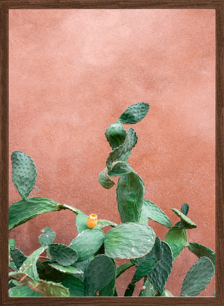 Prickly Pear Terracotta Wall