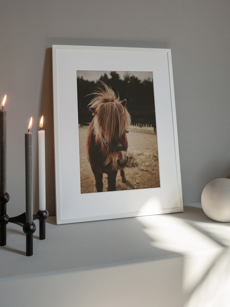 Adorable Shaggy Pony