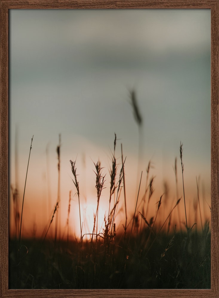 Golden Hour Field Grass