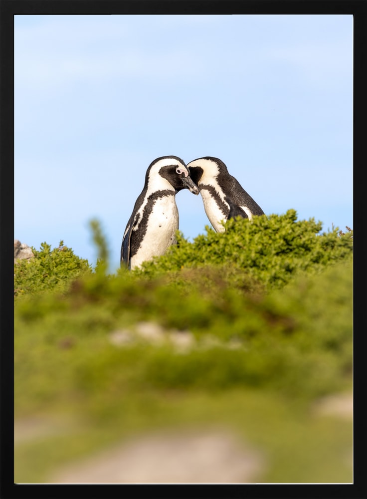 Penguin Couple Kissing